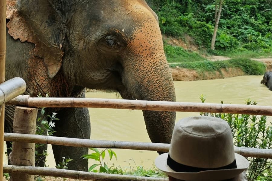 Hidden Forest Elephant Reserve Phuket: Guided Tour + Buffet, at Elephant Sanctuaries in Phuket, Phuket