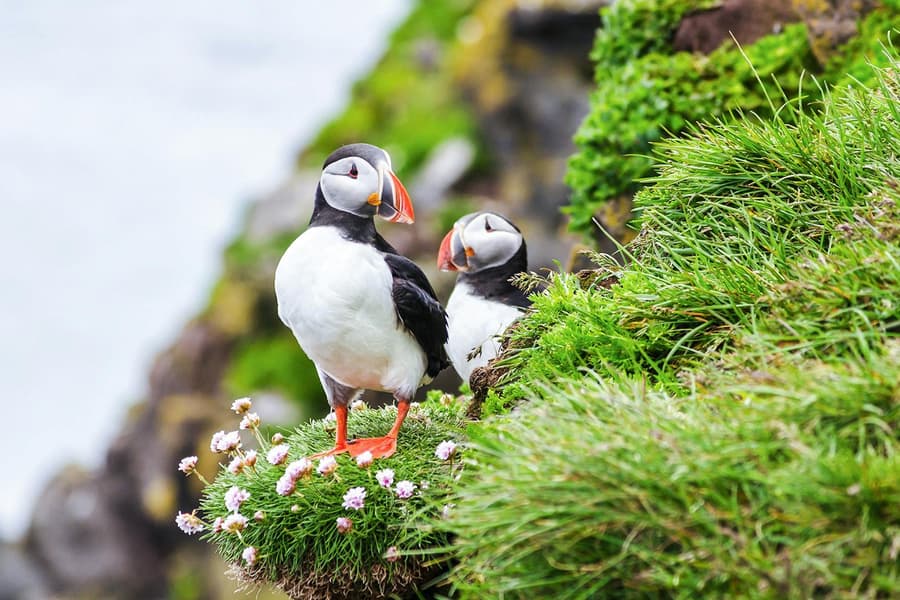 Reykjavik: Puffin Watching Boat Tour, Reykjavik