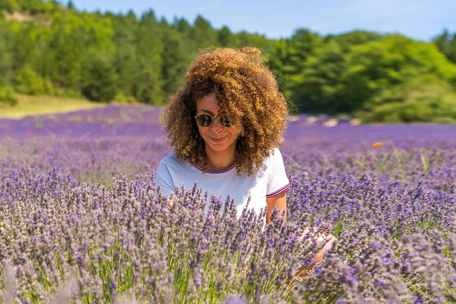 From Avignon: Lavender Fields Tour, Provence