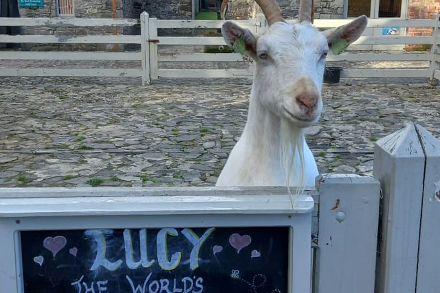 Newbridge Heritage Farm: Entry Ticket, at Newbridge House & Farm, Donabate