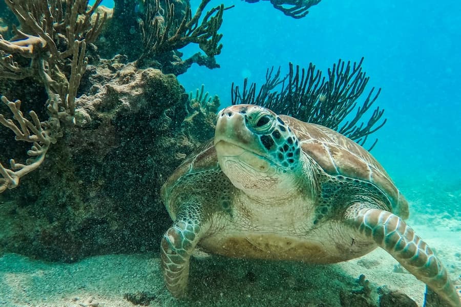 Tulum: Guided Snorkeling Tour, Tulum
