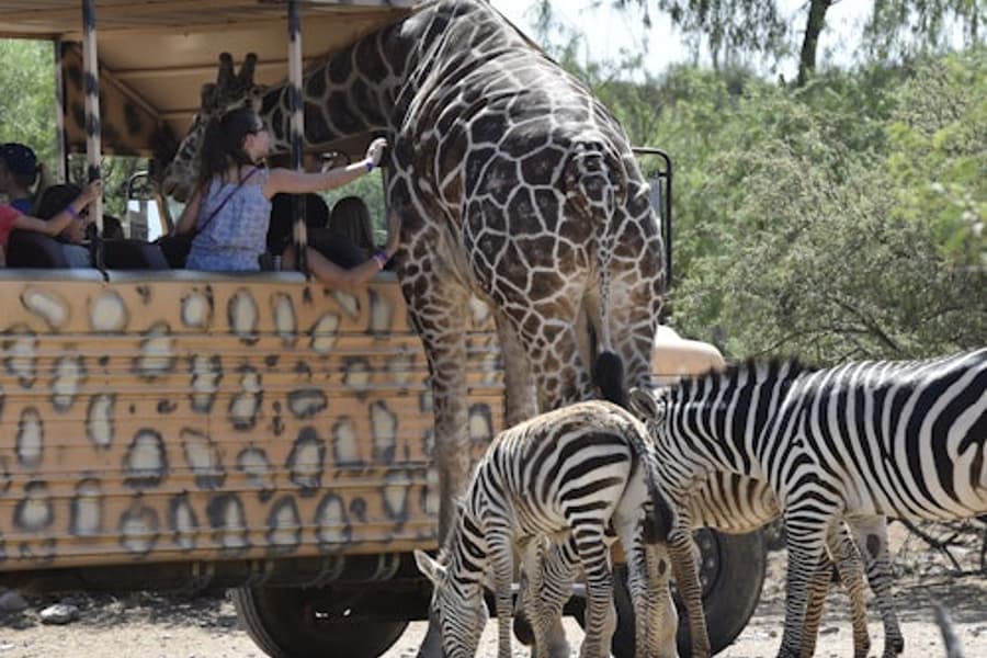 Parque de Vida Selvagem Out of Africa: Ingresso de Entrada, at Out of Africa Wildlife Park, Camp Verde