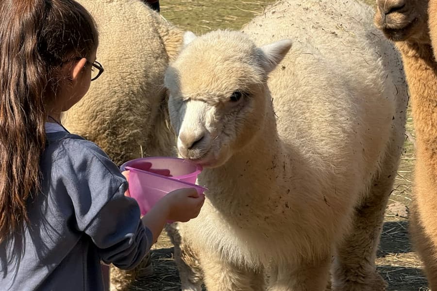 GROW UP - Alpaca del Monvi o - Alpaca Farm: Guided Tour, Turin