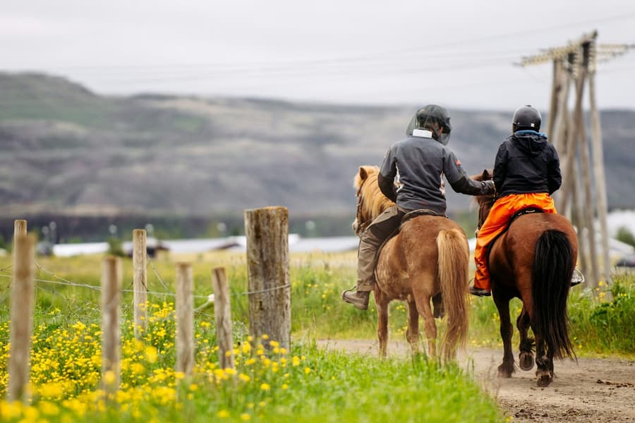 Iceland: Horseback Riding - Countryside Tour tickets at Iceland Wildlife Experiences