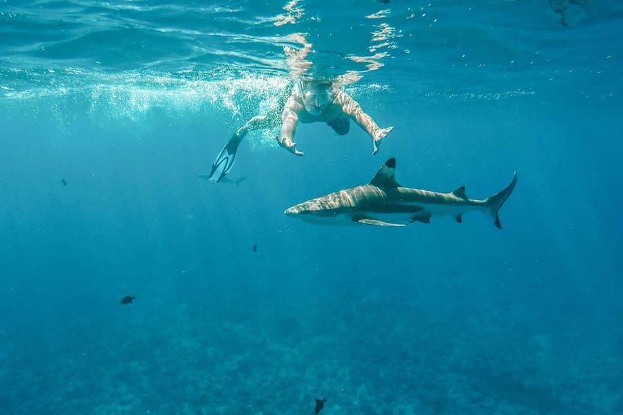 Snorkel with Sharks: Yasawa Island Day Trip With Buffet Lunch & Transfers, Denarau Island