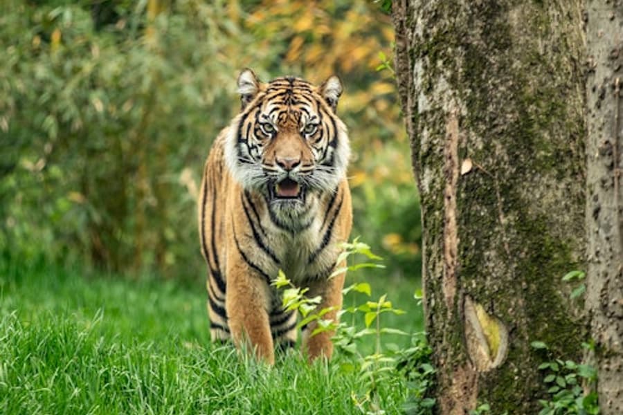 بلیط سریع باغ وحش آمِنویل, at Nashville Zoo at Grassmere, Nashville