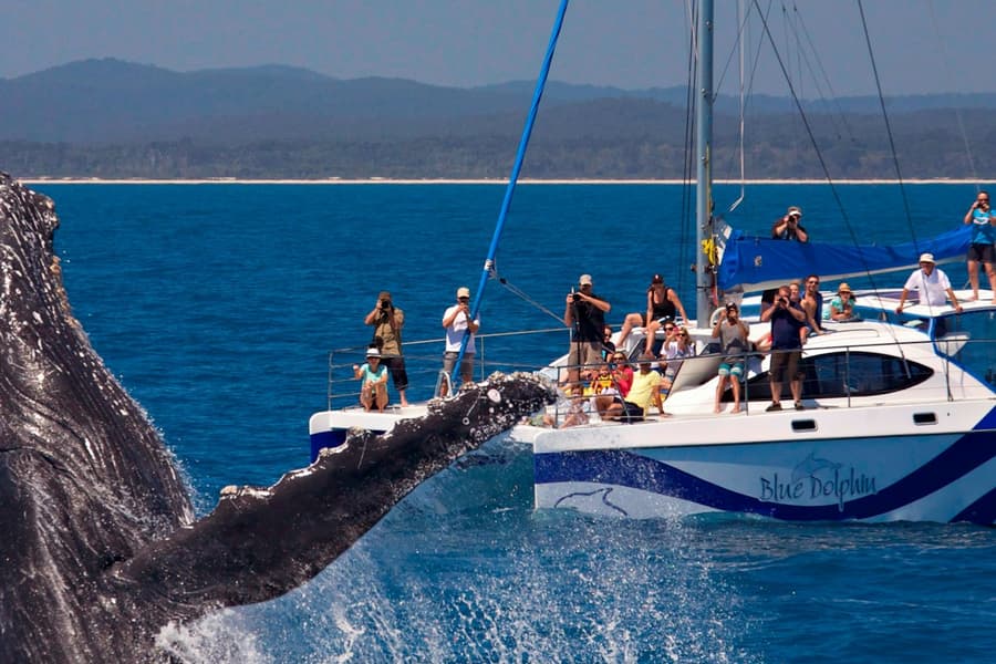 K'gari: Guided Whale Watching Tour from Hervey Bay + Lunch + Hotel Transfers, Urangan