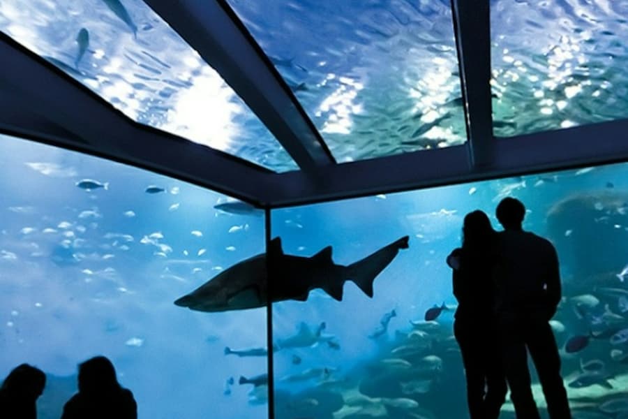 Palma Aquarium: Entry Ticket + Transfer from Calvià Area, Palma de Mallorca