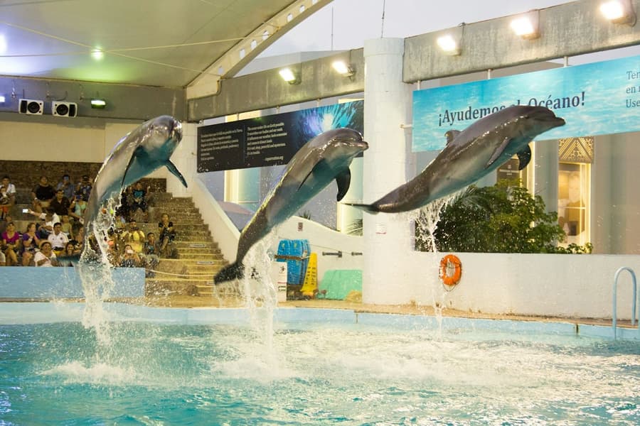 Interactive Aquarium Cancún: Entry Ticket + Dolphin Show, at Interactive Aquarium Cancún, Cancun