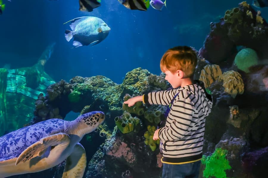 SEA LIFE Timmendorfer Strand: Entry Ticket, Timmendorfer Strand