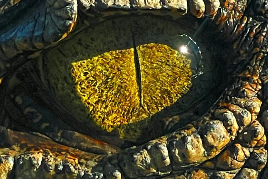 Koorana Crocodile Farm: Guided Tour, at Koorana Crocodile Farm, Rockhampton