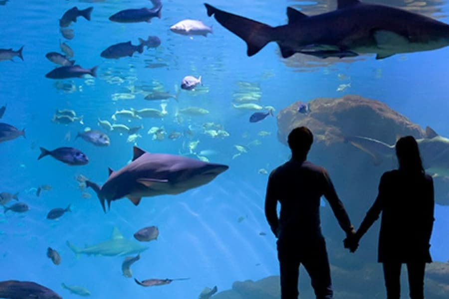 Palma Aquarium: Skip The Line Ticket + Optional 3D Cinema Aquadome, Palma de Mallorca