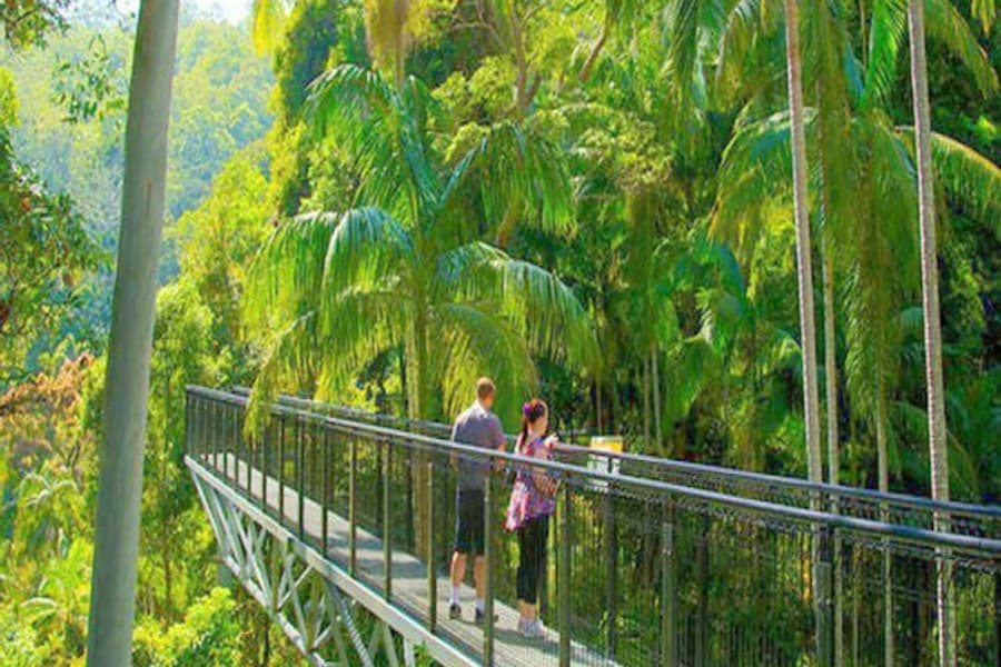 Tamborine Rainforest Skywalk: Entry Ticket, at Tamborine Rainforest Skywalk, Tamborine Mountain