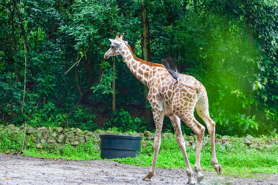 A'Famosa Melaka: Safari Wonderland Tickets, Melaka