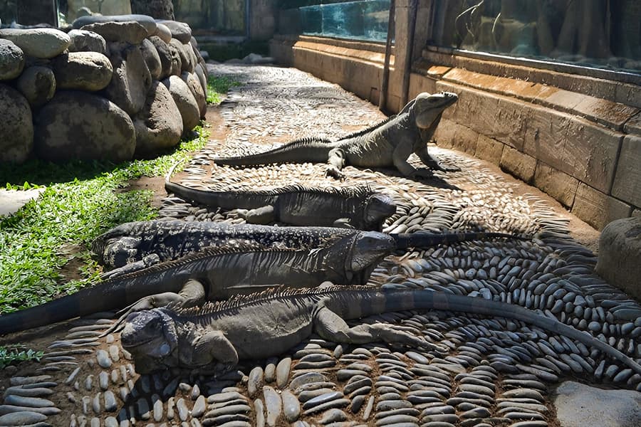 Bali Reptile Park Tickets, at Bali Reptile Park, Bali