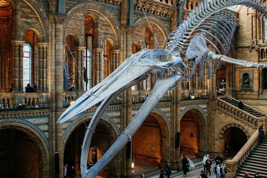Natural History Museum London: Audio Guide App tickets at Natural History Museum London