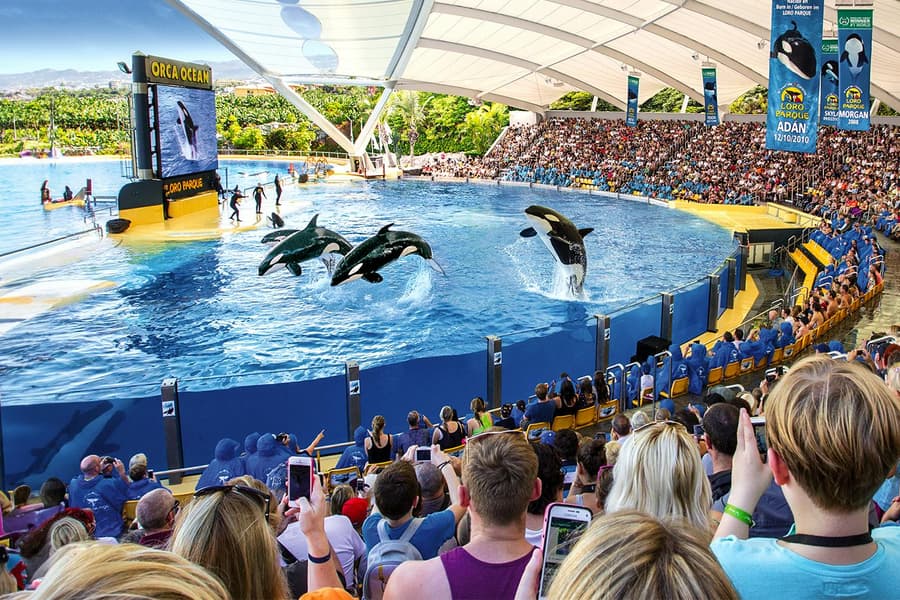 Loro Parque Entry Tickets, Tenerife