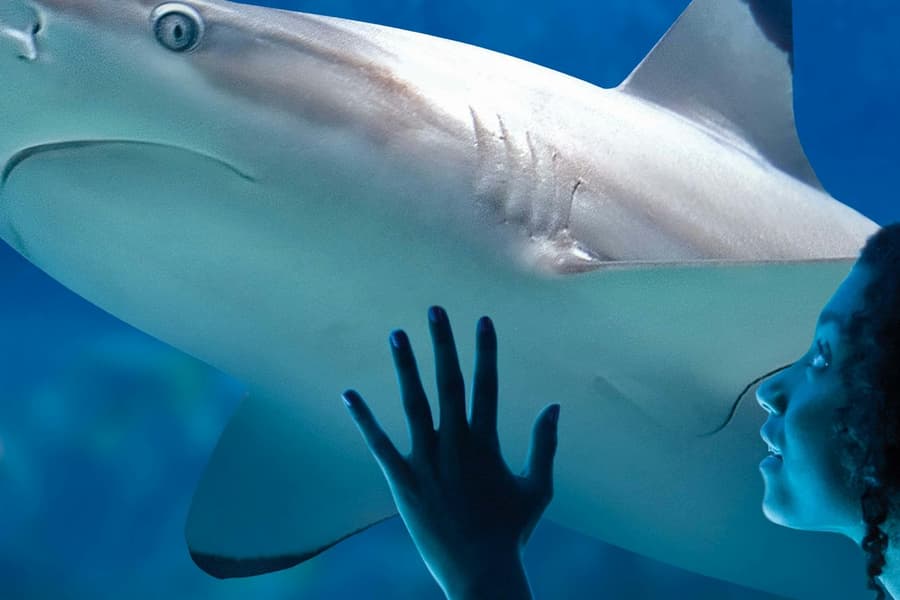 SEA LIFE Paris Aquarium tickets at SEA LIFE Paris Val d'Europe