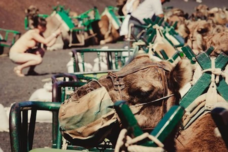 Maspalomas Dunes Camel Ride, Las Palmas De Gran Canaria