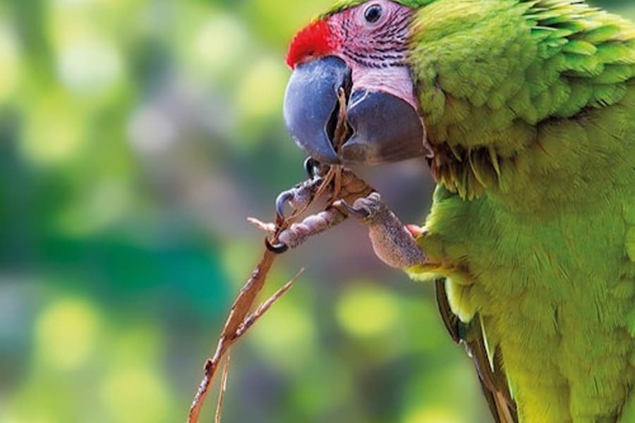 ตั๋วเข้า Loro Parque & Siam Park + บริการรับส่ง, Puerto De La Cruz