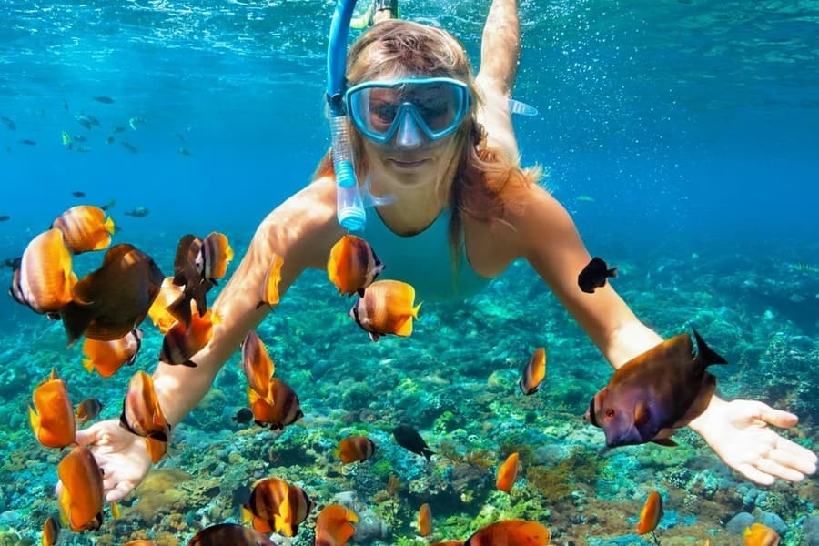 Kealakekua Bay: Ocean Safari Snorkel, Dolphin & Whale Watching, at Wildlife Watching in Kailua-Kona, Kailua-Kona