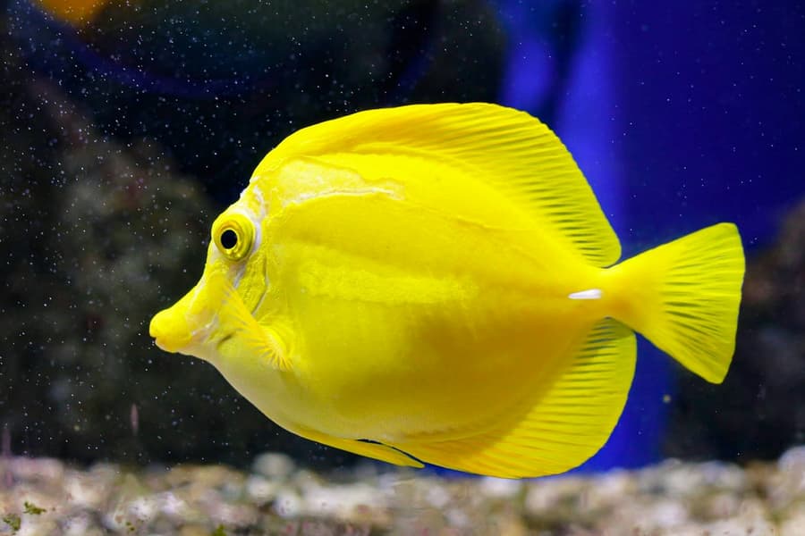 Oniria Aquarium: Entry Ticket, at Oniria Aquarium, Canet-en-Roussillon