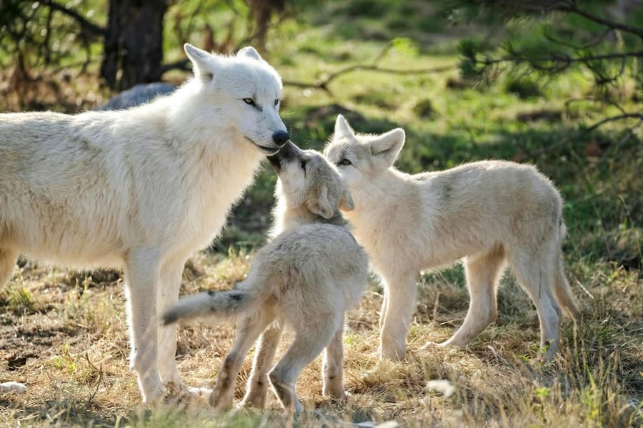 ZooParc de Beauval 1-Day Entry Ticket, Loire Valley
