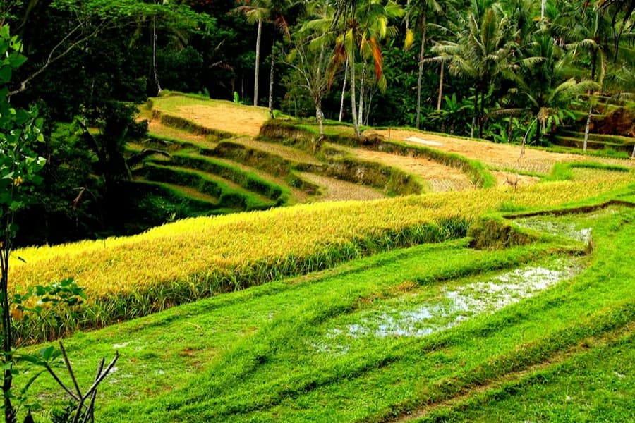 Bali: Firefly-Watching Experience + Traditional Dinner, at Bali Culinary Tours, Bali
