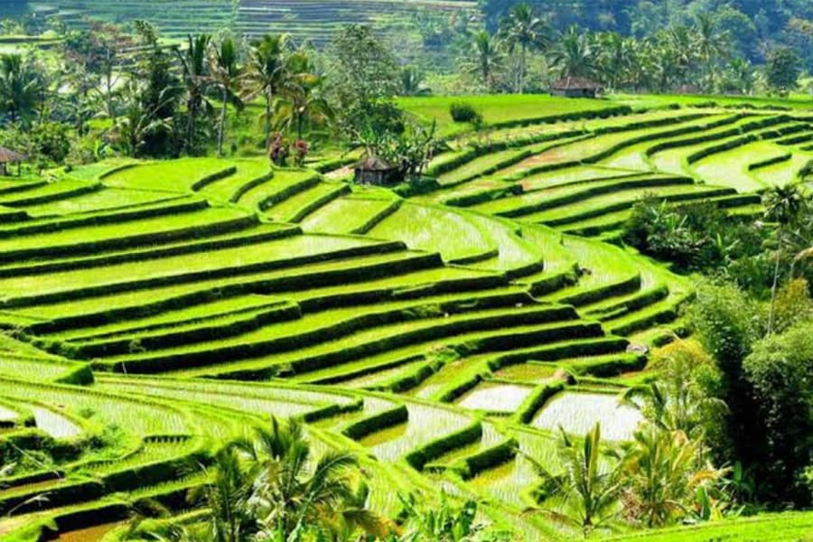 Best Ubud Tour: Monkey forest, Rice Terrace & Waterfall, Bali