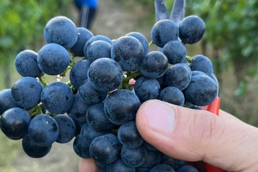 Tenuta La Viola: Guided Tour and Wine Tasting, at Tenuta La Viola, Bertinoro