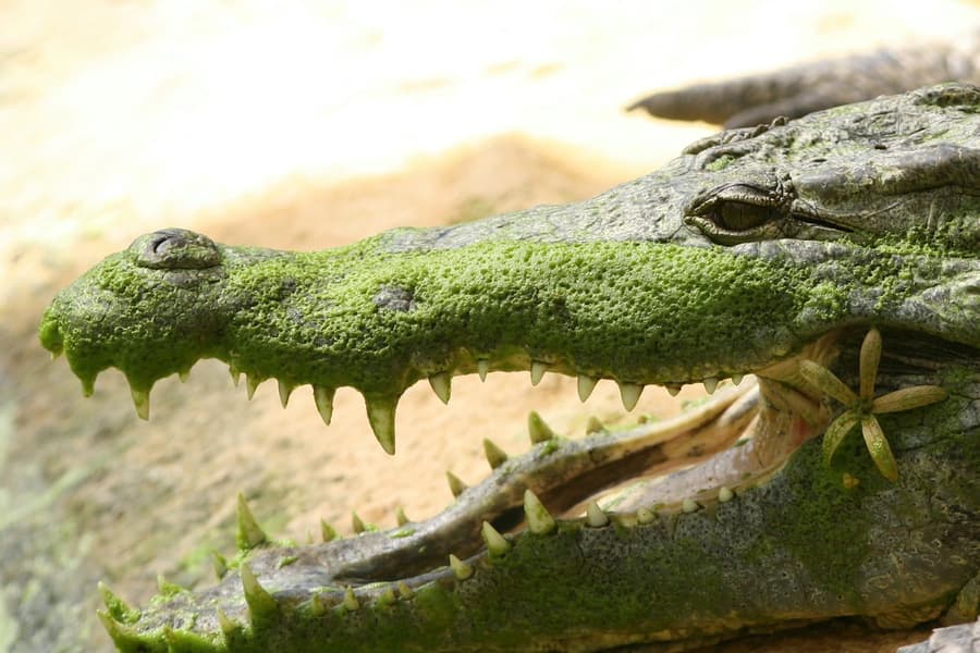 La Ferme aux Crocodiles: Entry Ticket, at La Ferme aux Crocodiles, Pierrelatte