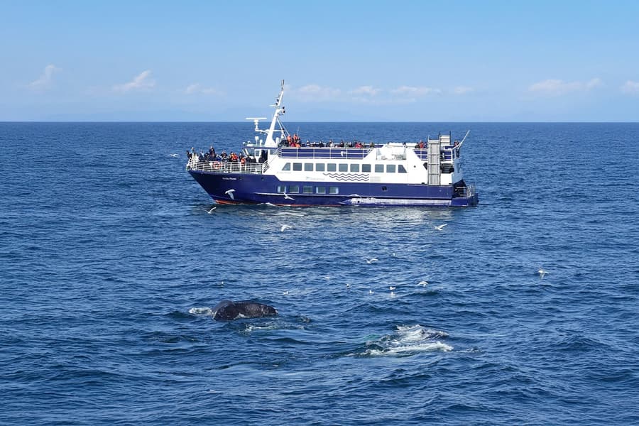Reykjavik: Whale Watching Boat Tour tickets at Reykjavík, Iceland