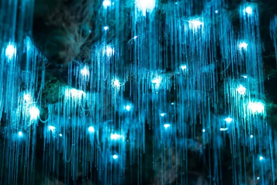 Tamborine Mountain: Hop-on Hop-off Bus Tour + Glow Worm Caves, at Brisbane Water National Park, Brisbane