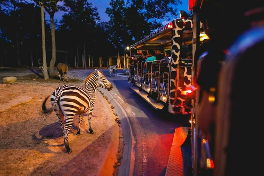 Chiang Mai Night Safari Tickets: Non Thai Residents, at Chiang Mai Night Safari, Chiang Mai