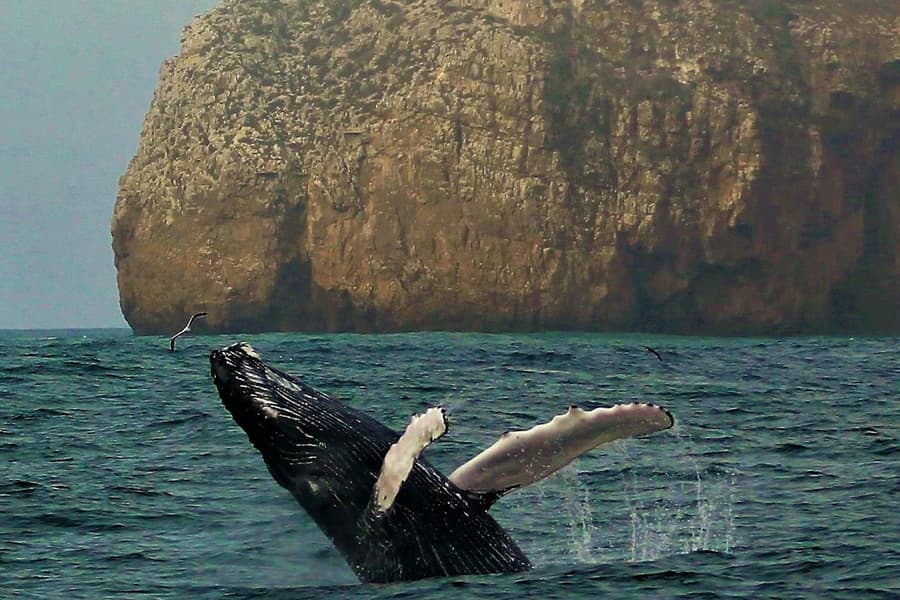 Sagres: Guided Wildlife Adventure Tour, at Algarve Boat Tours, Portimao