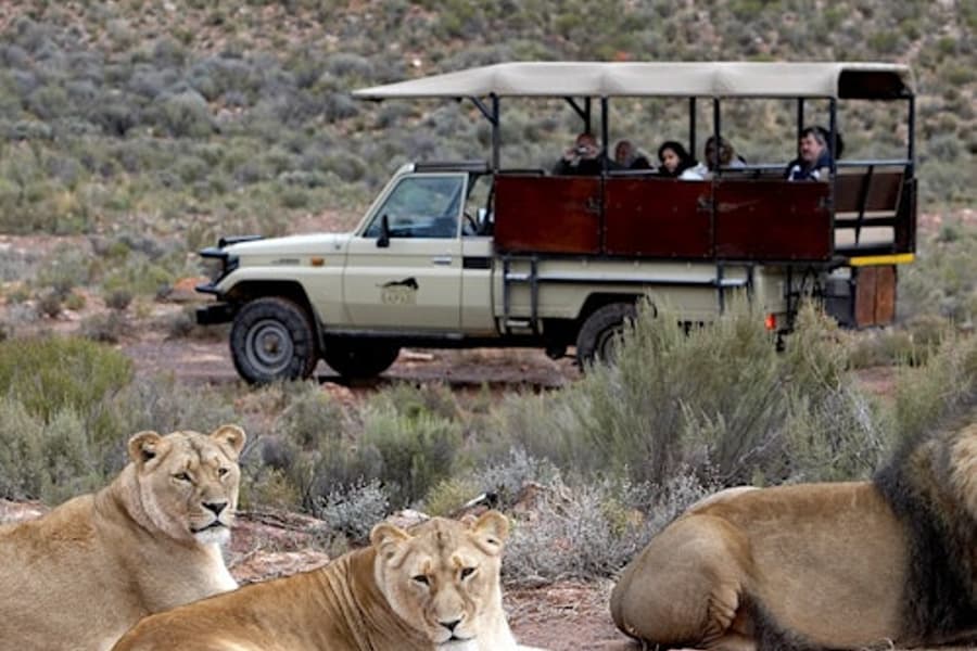 Aquila Private Game Reserve: Small-Group Safari Tour + Lunch + Transport, Cape Town