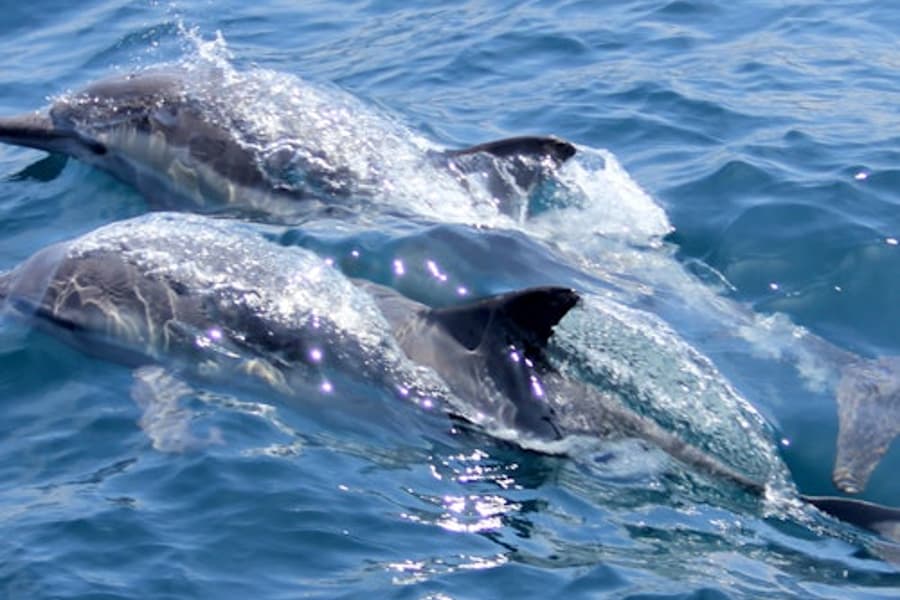 มาร์ซา อาลัม: ทัวร์ดำน้ำตื้นที่บ้านโลมาซาเทยา + อาหารกลางวัน, at Hamata Water Activities, Hamata