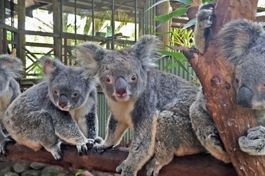 Rainforestation Nature Park & Australian Butterfly Sanctuary, Kuranda