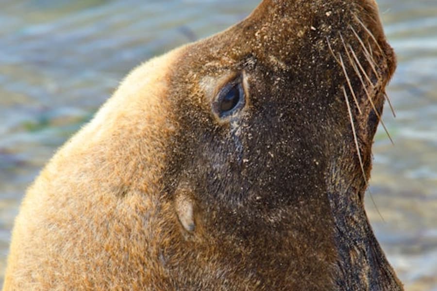 ショアルウォーター諸島海洋公園：ガイド付きシュノーケリングツアー＋ランチ, Perth