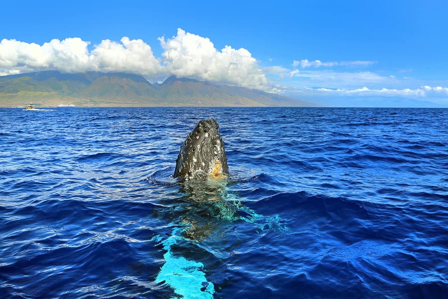 Small-Group Whale Watching Cruise from Maʻalaea Harbor, at 300 Maalaea Rd