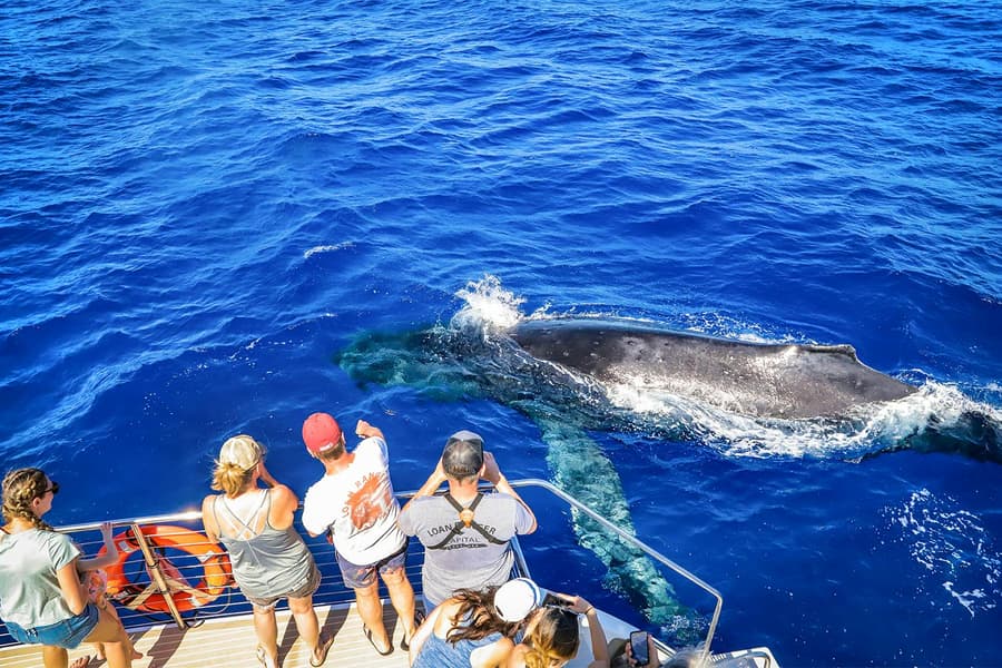 Premium Whale Watching Cruise from Ka’anapali Beach with Open Bar and Snacks tickets at Teralani Sailing Adventures