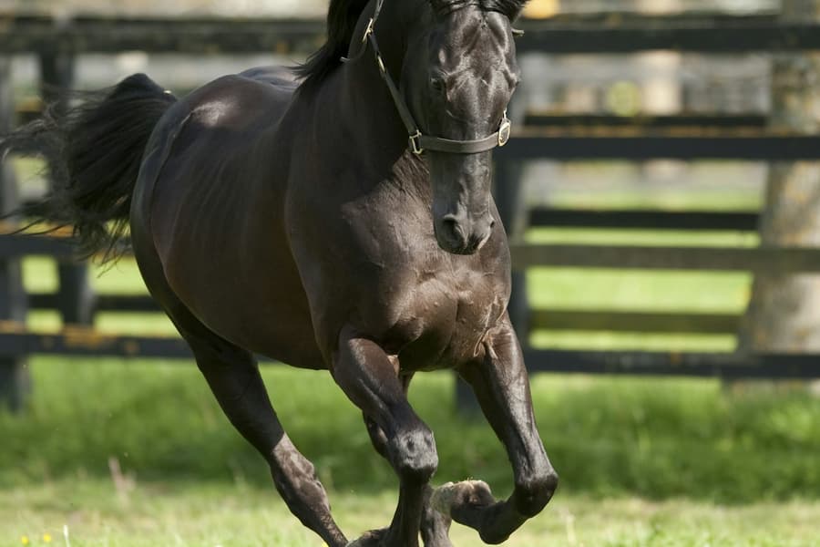 Irish National Stud & Gardens: Entry Ticket, Dublin