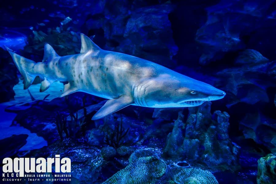 Super Saver Combo: Aquaria KLCC + Berjaya Times Square Theme Park tickets at 1