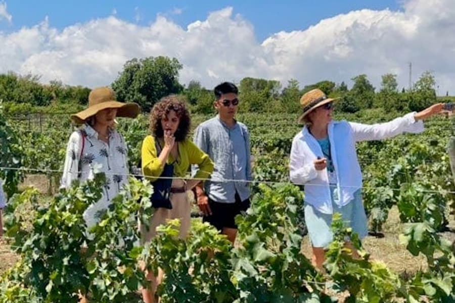 Penedès: Half-Day Guided Tour from Barcelona + Brunch + Wine Tasting tickets