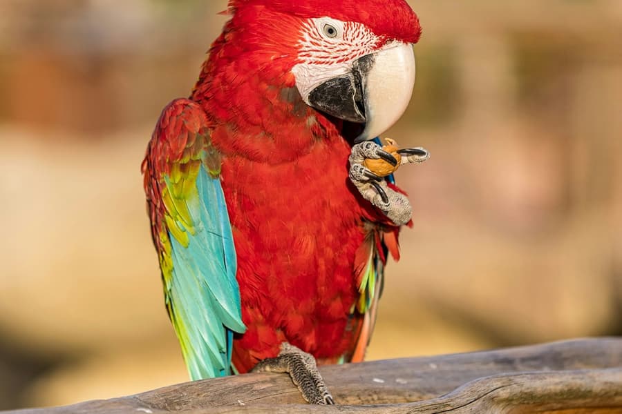 Parrot World: Day Ticket at Parrot World - The Immersive Animal Park