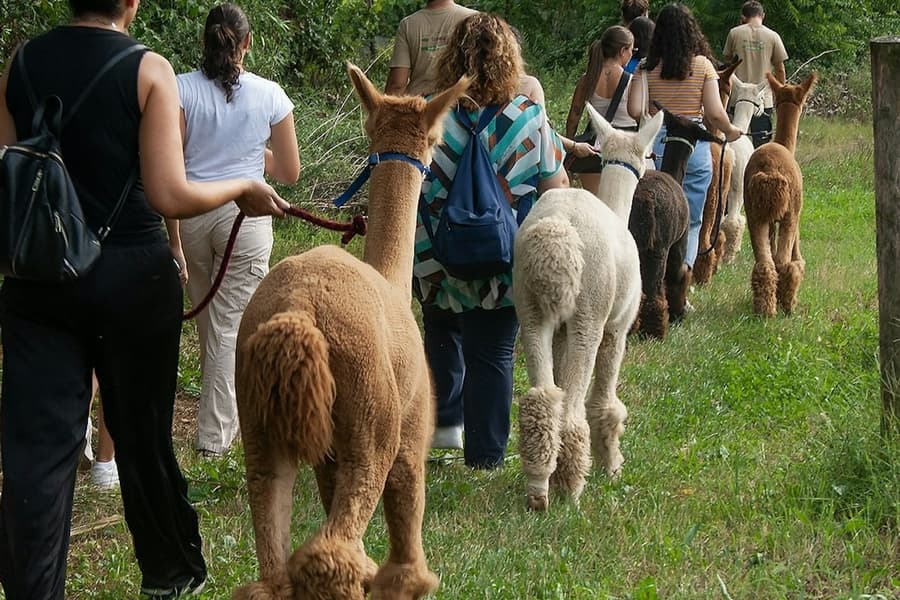 GROW UP - Alpaca del Monviso - Alpaca Farm: Guided Walking Tour, Turin