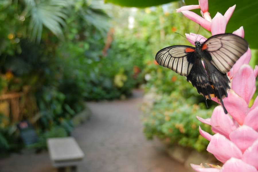 Victoria Butterfly Gardens: Entry Ticket, at Victoria Butterfly Gardens, Vancouver
