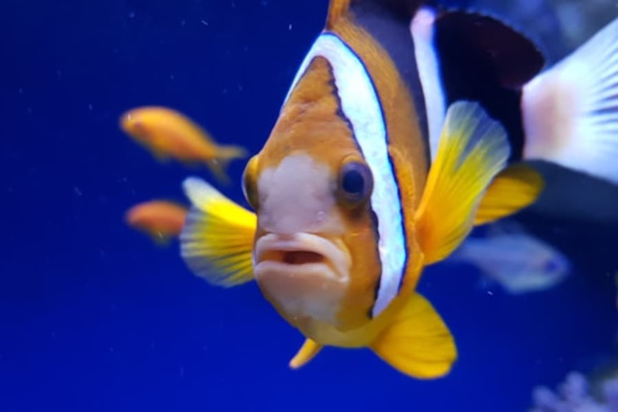 Aquarium of Naples: Entry Ticket at Aquarium of Naples
