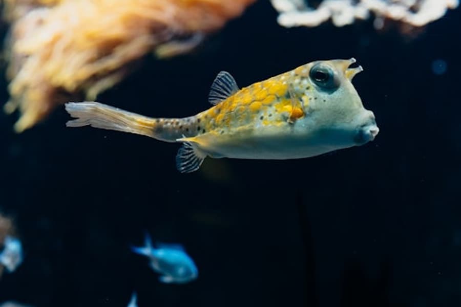 אקווריום ליוורנו: כרטיס כניסה, at Aquarium du Grand Lyon, Lyon