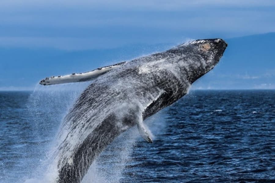 Victoria: Half-Day Guided Whale Watching Tour sa Pamamagitan ng Patnubay, Victoria